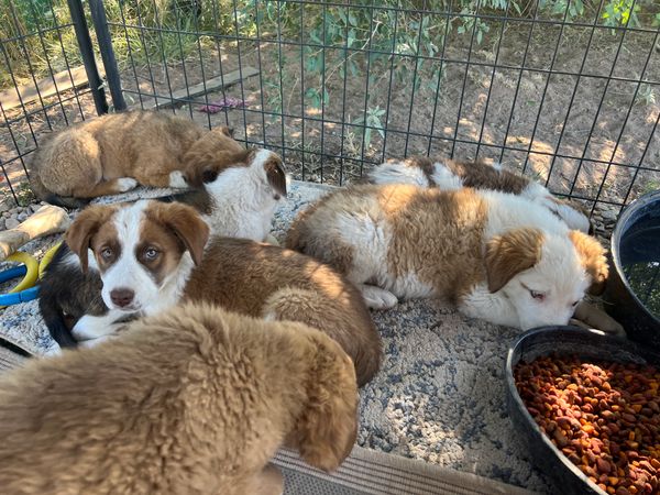 Town of Estancia Public Notice: Seven Australian Shepherd Puppies Available for Adoption
