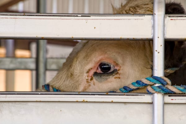 A cow’s eye peering out from behind the metal slats of a trailer